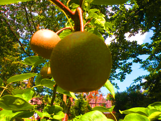 20140805-fruit1_bewerkt-1.jpg