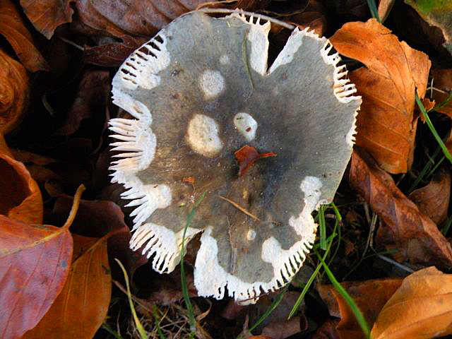 20141107-paddenstoelke1.jpg
