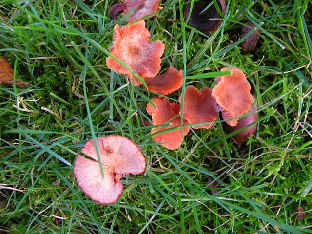 20141107-paddenstoelke3.jpg