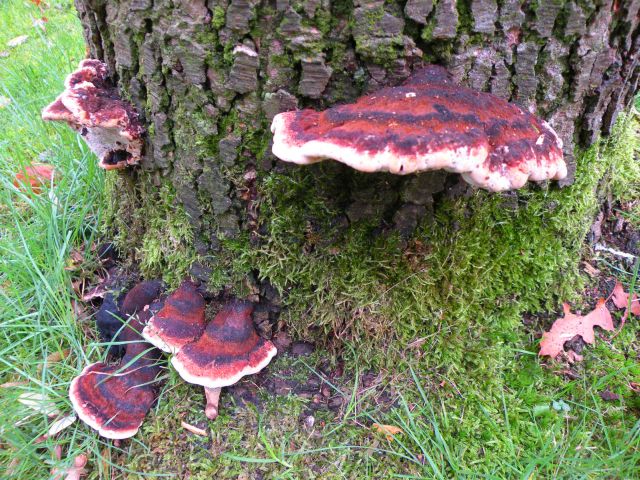 20141107-paddenstoelke7.jpg