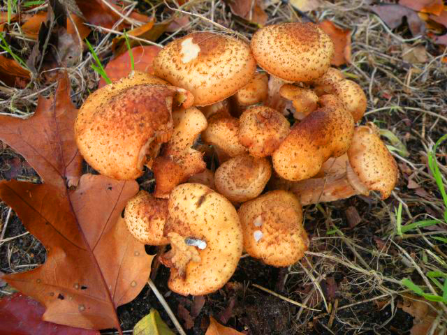 20141205-paddenstoelken1.jpg