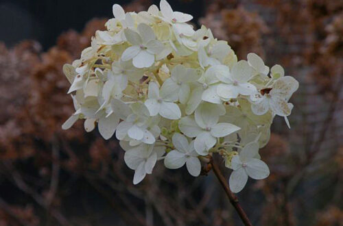 20141231-hortensia.jpg