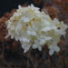 20141231-hortensia.jpg