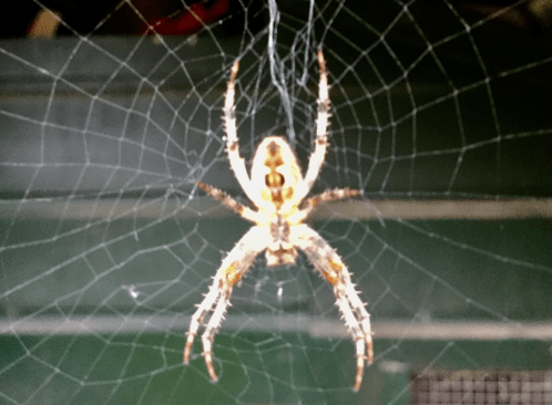 20170907-img_1707.png