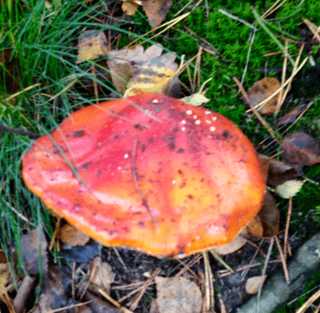 20171008-img_1871.png