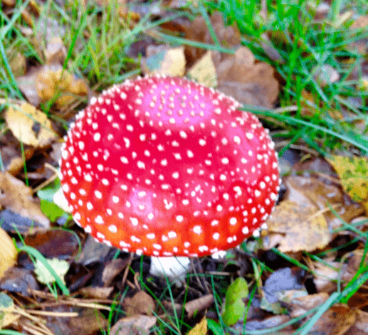 20171008-img_1874.png