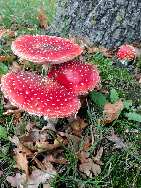 20171012-img_1894.png