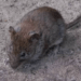 20180404-287115af-17d6-40ca-84d0-4b66a867244b.png