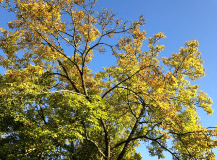 20181011-cc282e4e-5b22-4722-837d-00d9cf15e251.png