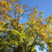 20181011-cc282e4e-5b22-4722-837d-00d9cf15e251.png