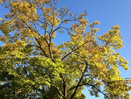 20181011-cc282e4e-5b22-4722-837d-00d9cf15e251.png