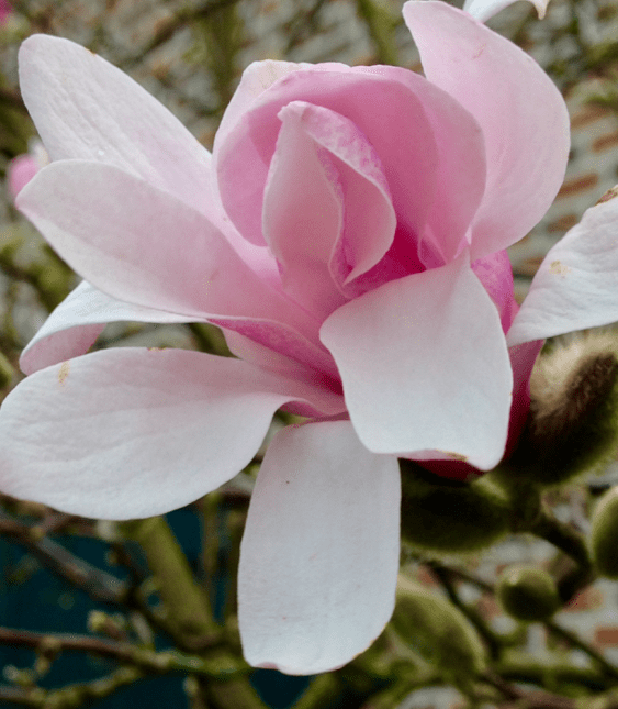 20190318-85dd21d6-d4a5-468a-bc69-e35acfa57ff6.png