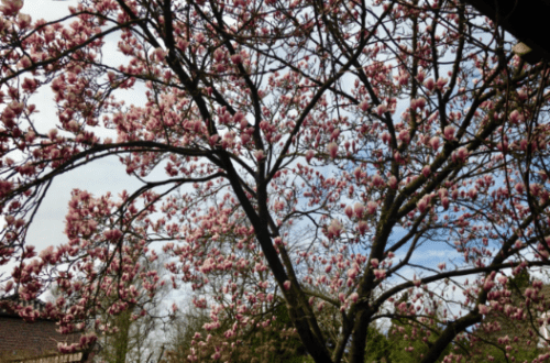 20190325-345e3156-4bdb-497e-aa2e-1668cebc7b4e.png