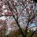 20190325-345e3156-4bdb-497e-aa2e-1668cebc7b4e.png