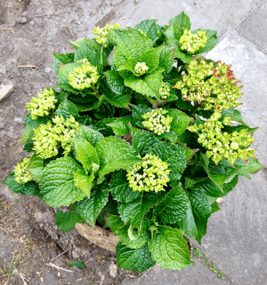 20190517-29a50724-067c-4345-8956-ca2bbf32939a.png