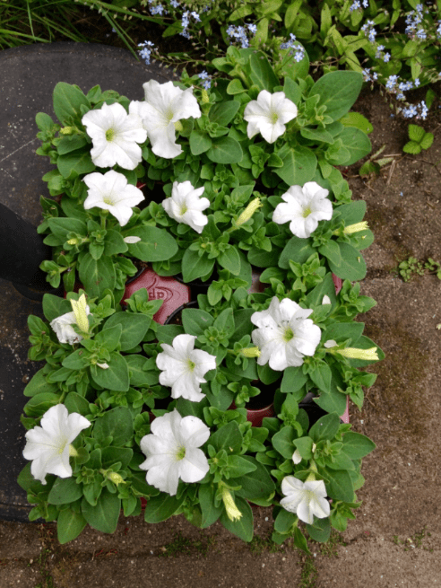 20190517-f220e1fc-eb41-432b-9b49-d55100dbf3b3.png