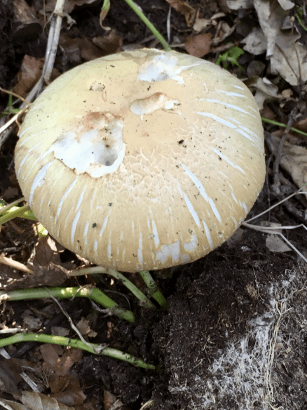 20190623-d29bd2bd-5c04-4841-8c1a-ba3615b170f5.png