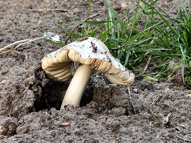 20120624-paddenstoel.jpg