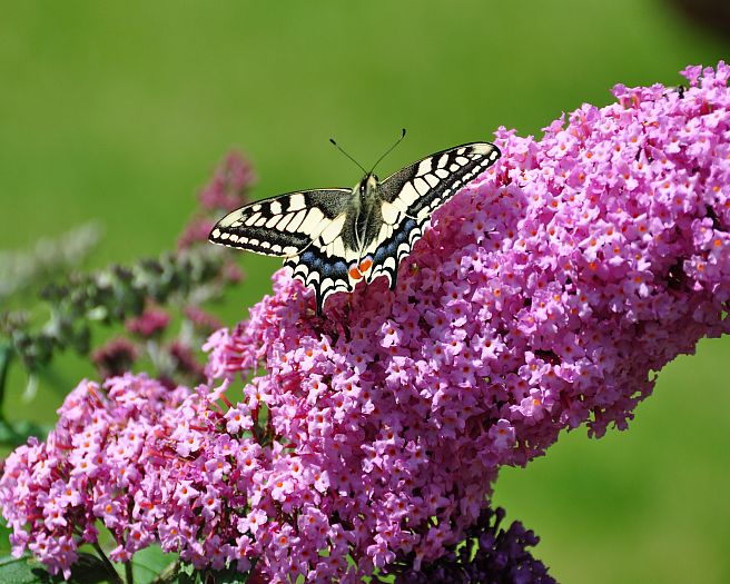 20120806-vlinder.jpg