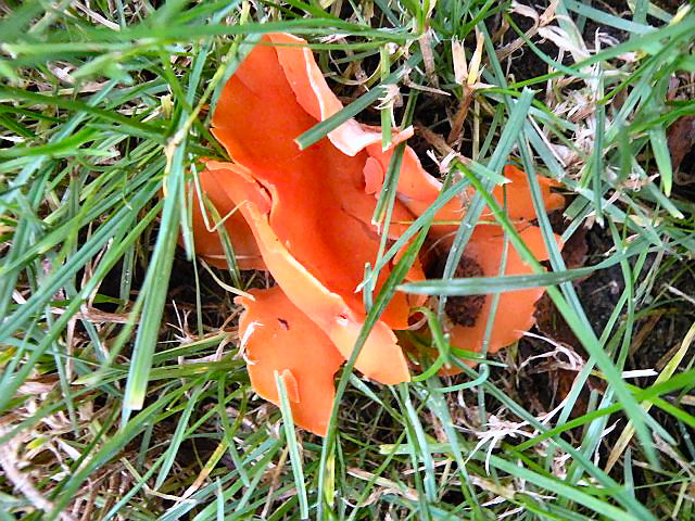 20121112-paddenstoeltje.jpg