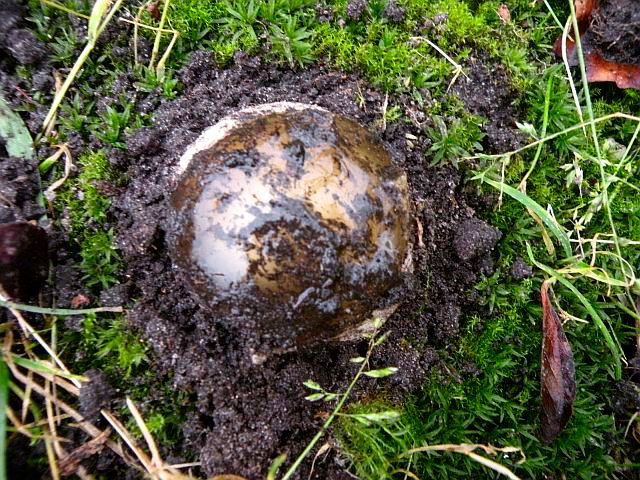 20121112-paddenstoeltje2.jpg