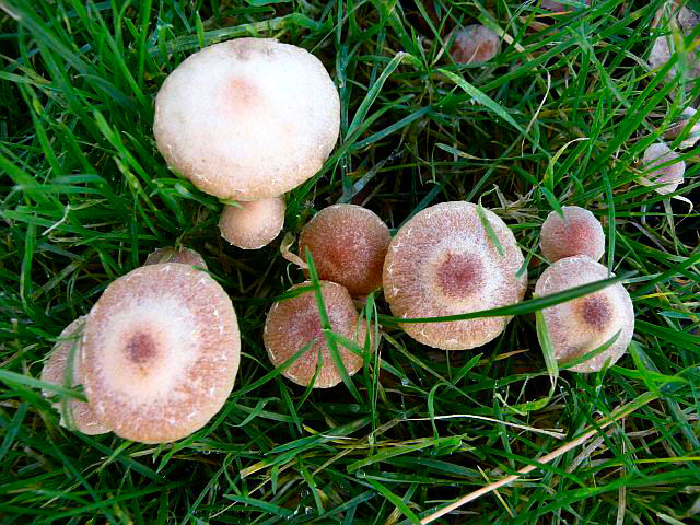 20121118-groepje_paddenstoelen.jpg