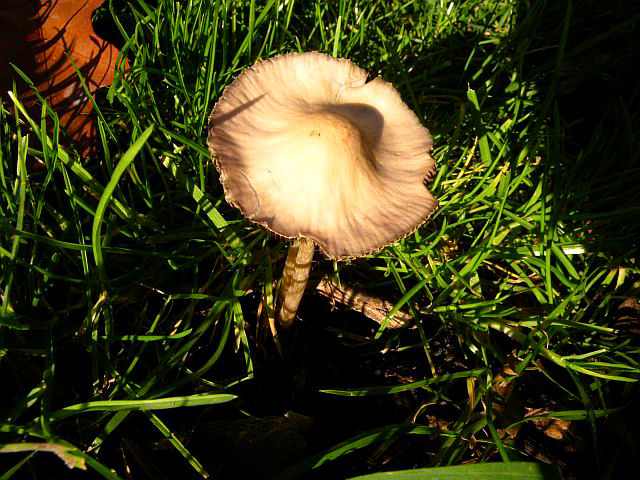 20121118-paddenstoel10.jpg