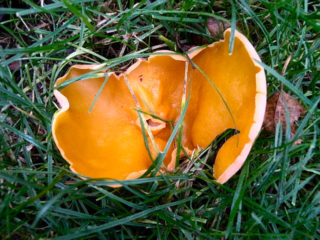 20121118-paddenstoel13.jpg