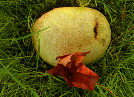 20140926-paddenstoel_001.jpg