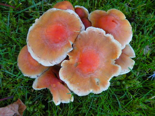 20141107-paddenstoelke.jpg