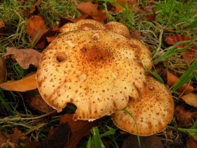 20141205-paddenstoelken.jpg